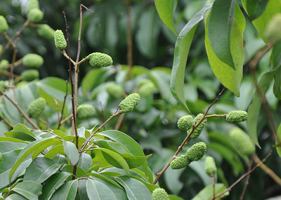昆明荔枝市場(chǎng)批發(fā),優(yōu)質(zhì)荔枝廠家批發(fā)-湛江市杰升貿(mào)易提供昆明荔枝市場(chǎng)批發(fā),優(yōu)質(zhì)荔枝廠家批發(fā)的相關(guān)介紹、產(chǎn)品、服務(wù)、圖片、價(jià)格湛江市杰升貿(mào)易、銷售(含網(wǎng)上銷售):食品、水果、農(nóng)產(chǎn)品、日用品、花卉;貨物、